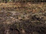massed sporophytes