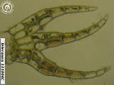 Telaranea tasmanica