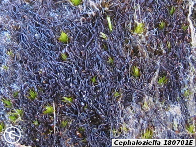 Cephaloziella 180701E habit