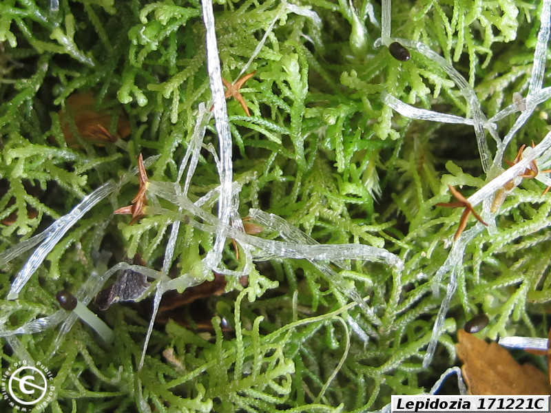 Lepidozia 171221C turf