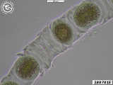 alga