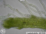 tip rhizoids