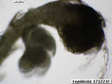 Lepidozia 120811C androecia