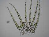 stem leaf