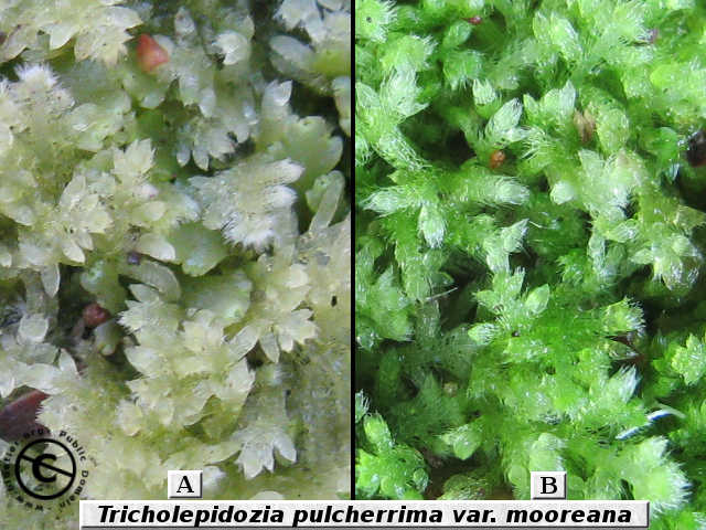 Tricholepidozia pulcherimma