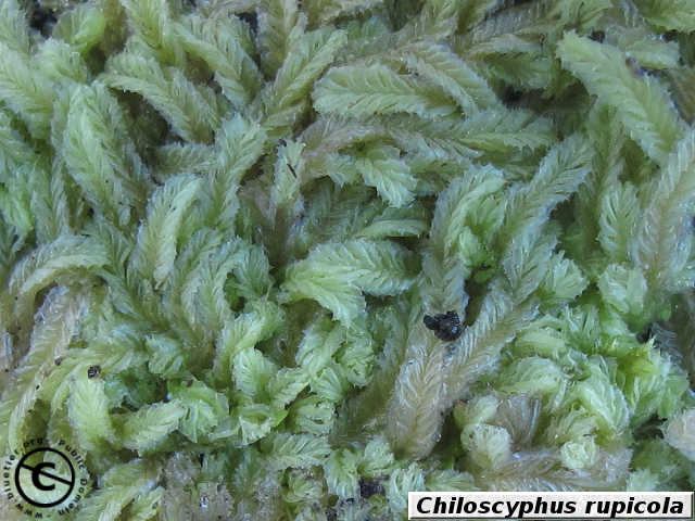Chiloscyphus rupicola habit