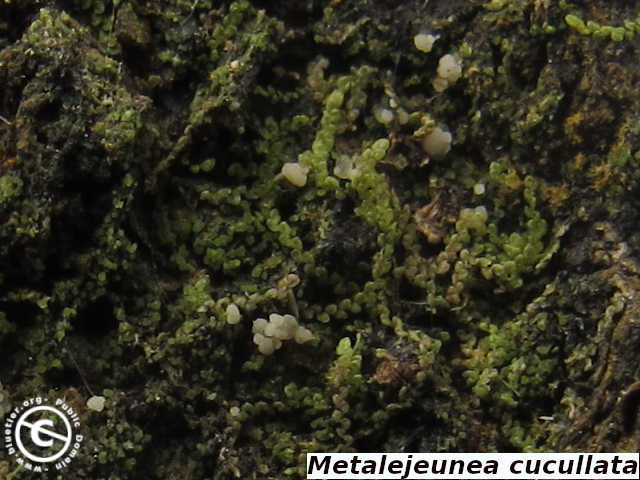 Metalejeunea cucullata habit
