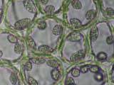 leaf cells