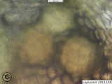 antheridia