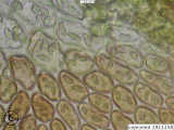 cells