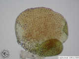 branch leaf