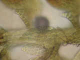 underleaf