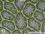 leaf cells