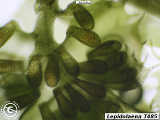 leaf lobule