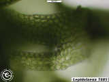 branch underleaf 1