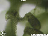 branch underleaf 2