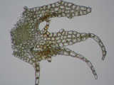 branch underleaf 2