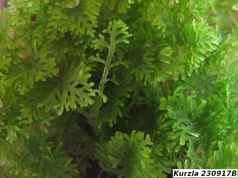 Kurzia 230917B