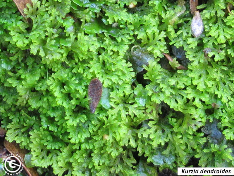 Kurzia dendroides habitat