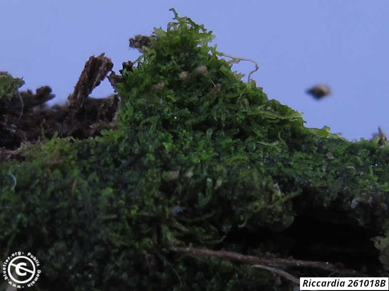 tiny Riccardia species