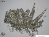 Kurzia tenax leaf