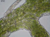 name