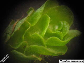 Treubia tasmanica detail