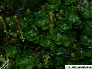 Treubia tasmanica plants