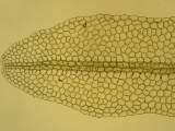 Metzgeria decipiens