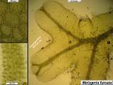 Metzgeria furcata