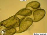 Metzgeria saccata