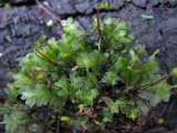 Achrophyllum dentatum