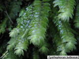 Cyathophorum bulbosum