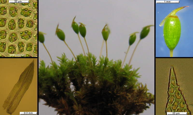 https://www.bluetier.org/nature/bt-mosses.htm