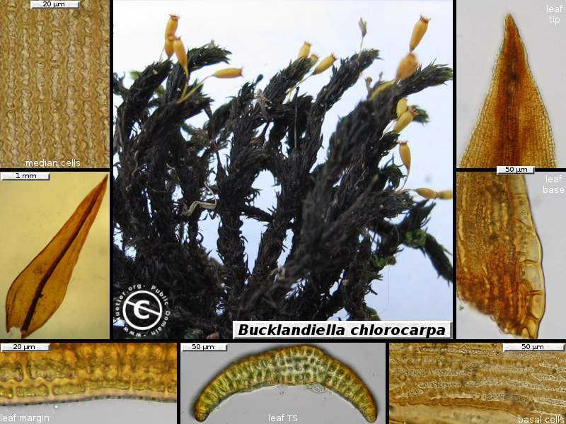 Bucklandiella
chlorocarpa