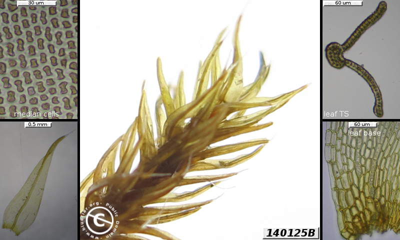 Grimmia 140125B