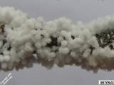 Ceratiomyxa fruticulosa