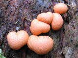 Lycogala epidendrum