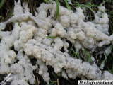 Unidentified slime mould