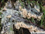 Unidentified slime mould