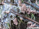 Unidentified slime mould