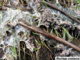 Unidentified slime mould