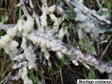 Unidentified slime mould