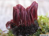 Stemonitis sp.