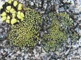 Unidentified lichen #80909A