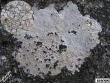 Unidentified lichen #80909B