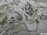 Unidentified lichen #80925A